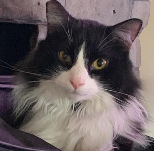 Enlarge (CP) Butler, a Adoptable mixed breed in North Highlands, CA image 1/1