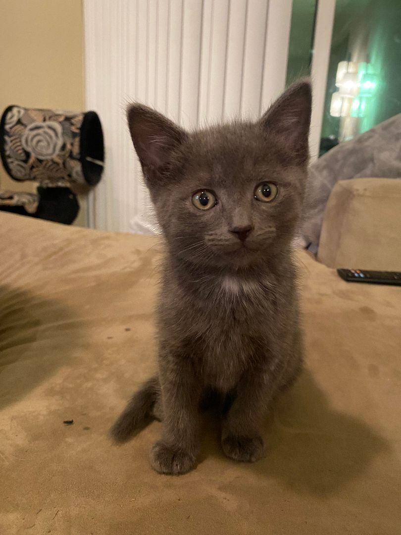 Gandalf, Adopted, Kitten Male Domestic Short Hair.