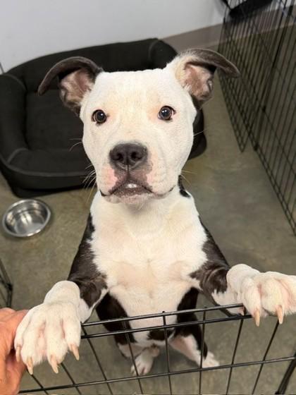 Enlarge Titan/Jester/Yester, a Adoptable mixed breed in Port Allen, LA image 1/2