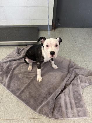 Enlarge Titan/Jester/Yester, a Adoptable mixed breed in Port Allen, LA image 2/2