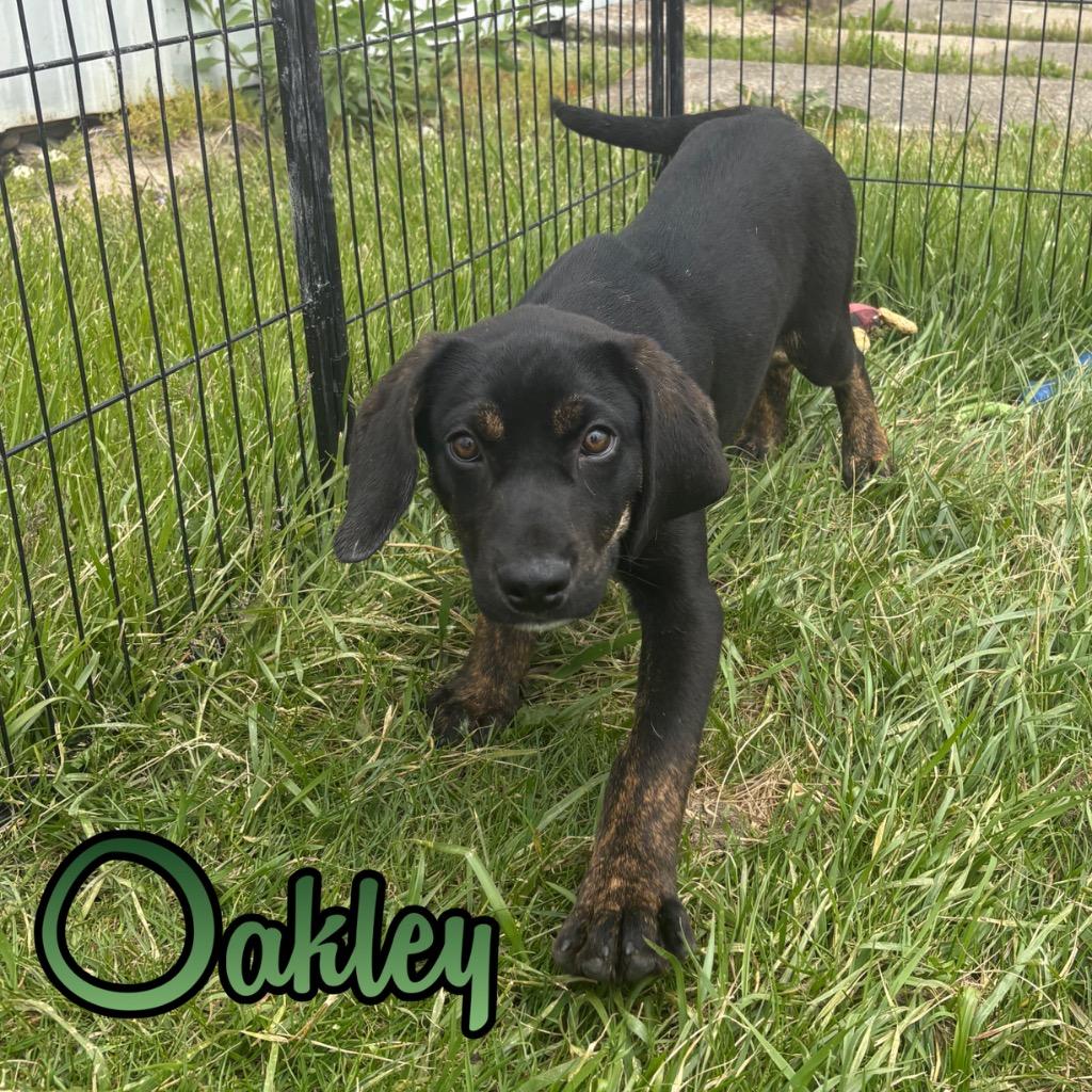 Oakley, Adoptable, Puppy Male Treeing Walker Coonhound & Mixed Breed.