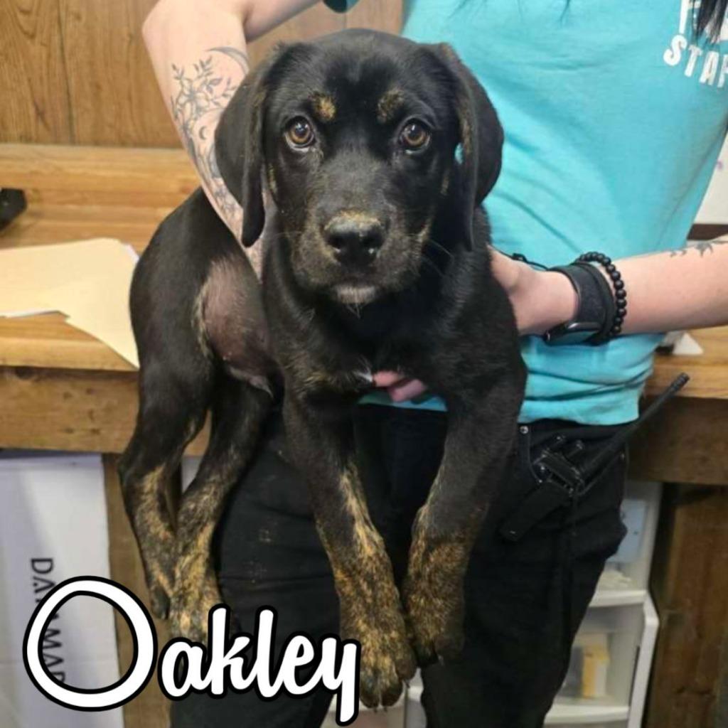Enlarge Oakley, a Adoptable mixed breed in Hillsboro, OH image 2/2