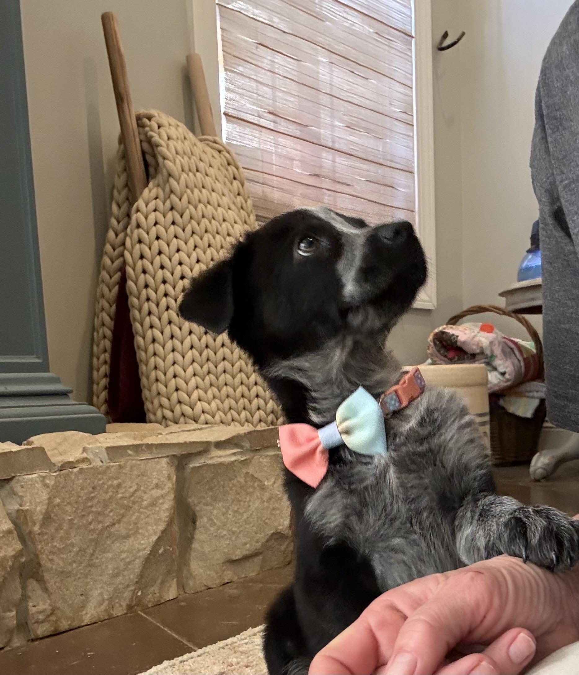 Enlarge Tex, an adopted mixed breed in Hatfield, PA image 2/6