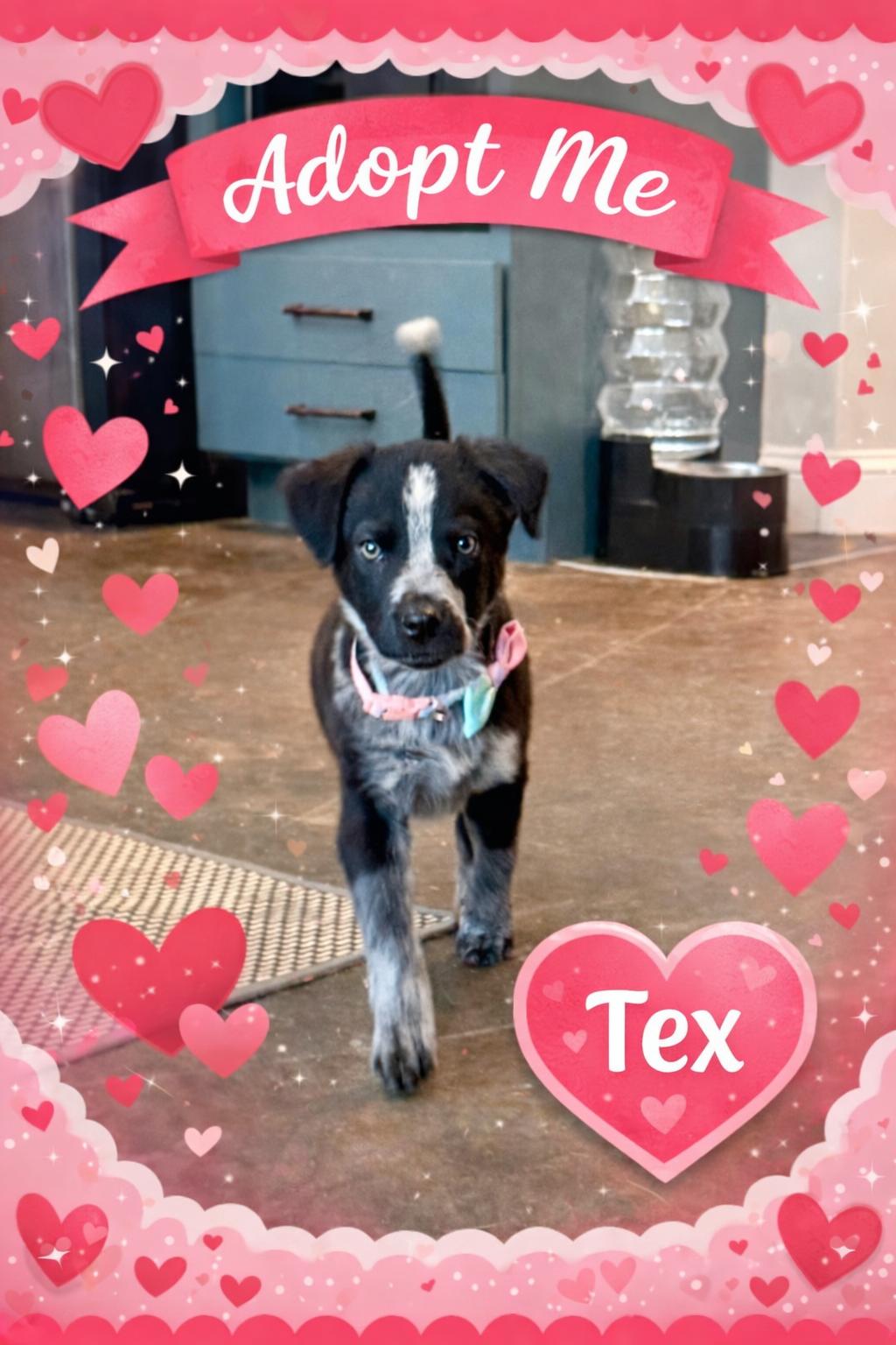 Enlarge Tex, an adopted mixed breed in Hatfield, PA image 4/6