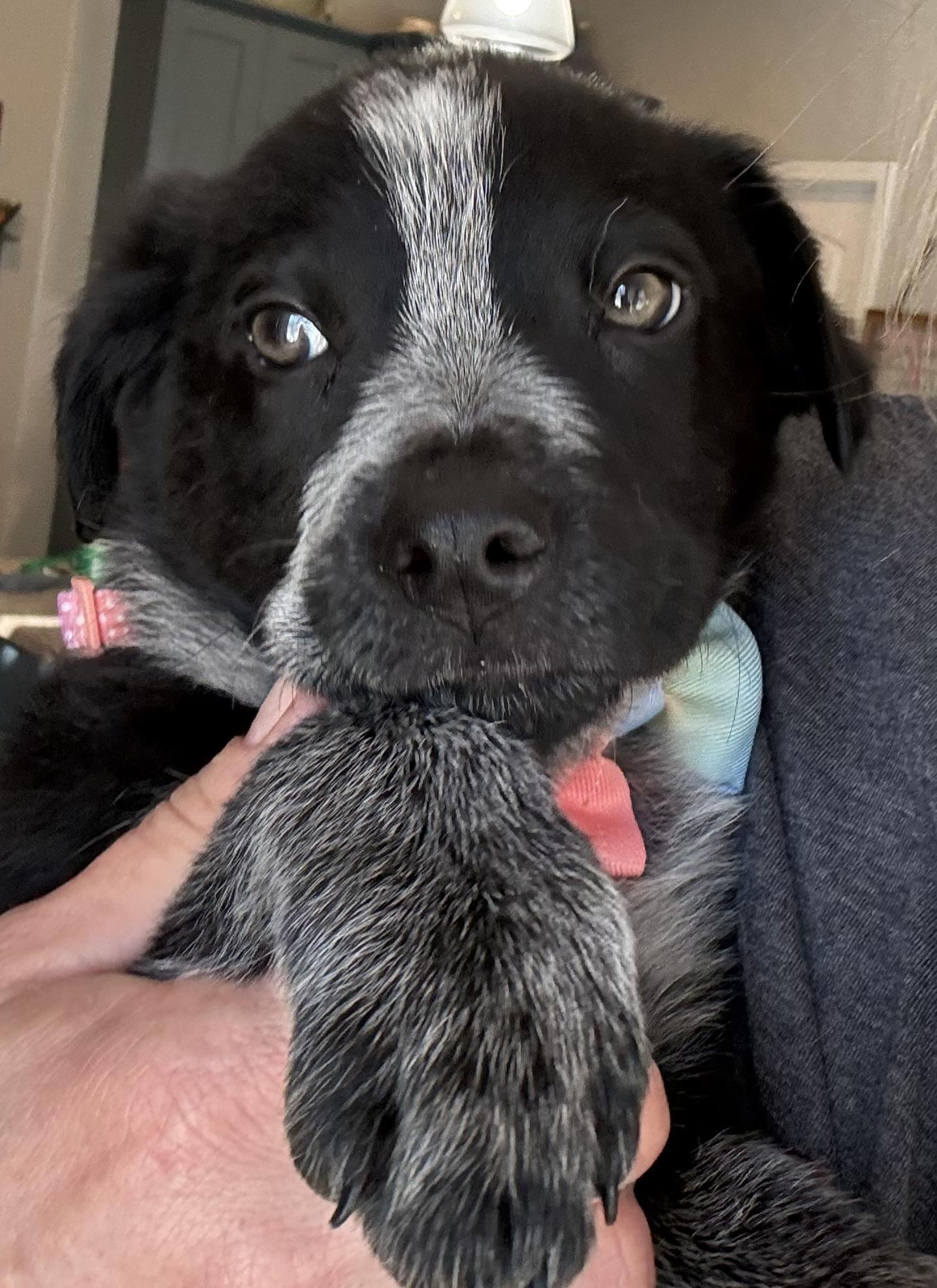 Enlarge Tex, an adopted mixed breed in Hatfield, PA image 5/6