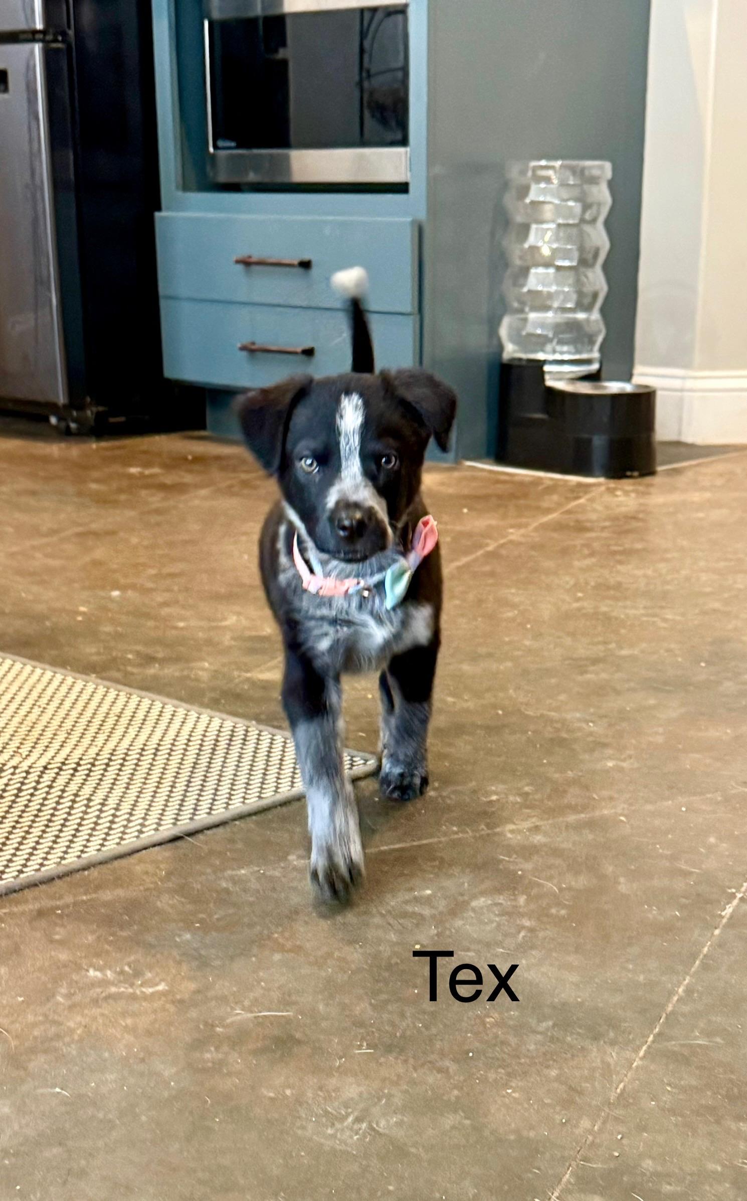 Enlarge Tex, an adopted mixed breed in Hatfield, PA image 1/6