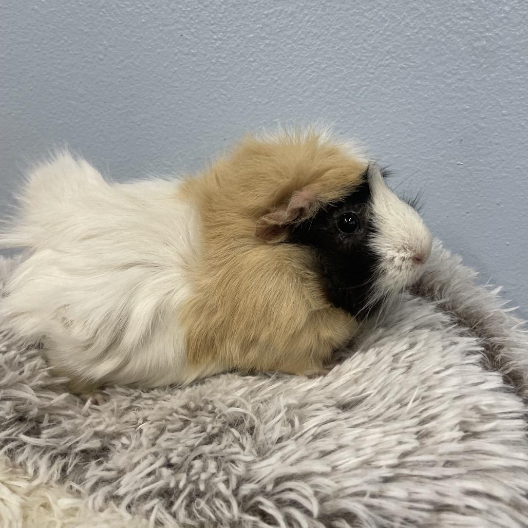Enlarge Poppy, a Adoptable Peruvian in Henderson, NV image 1/1