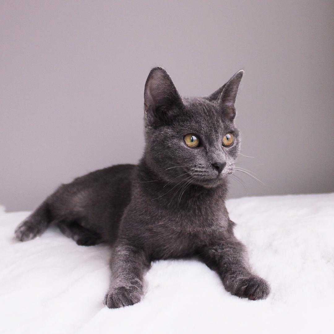 Enlarge Loretta, an adopted Domestic Short Hair in Wayne, NJ image 2/2