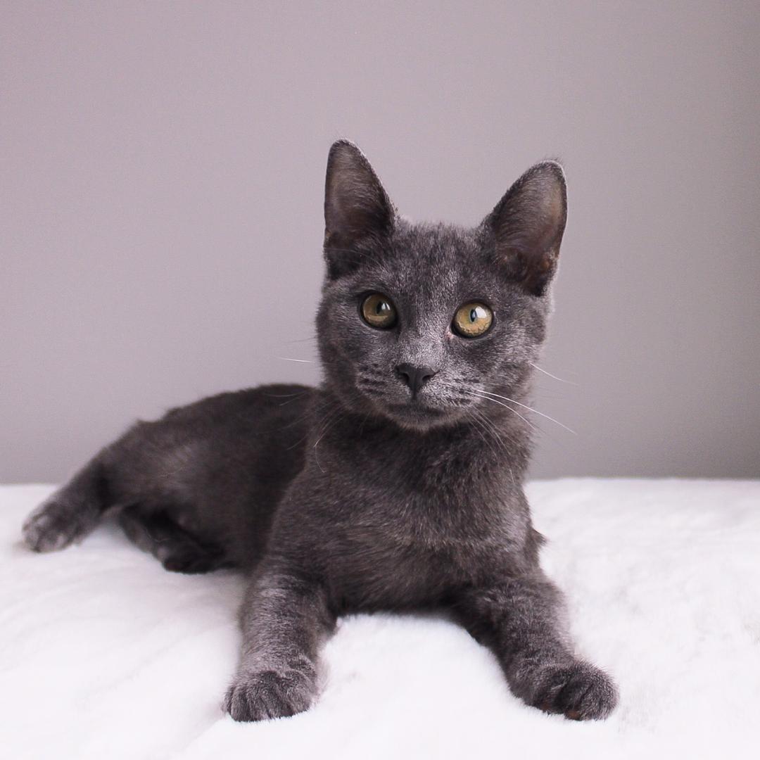 Loretta, adopted, Kitten Female Domestic Short Hair.