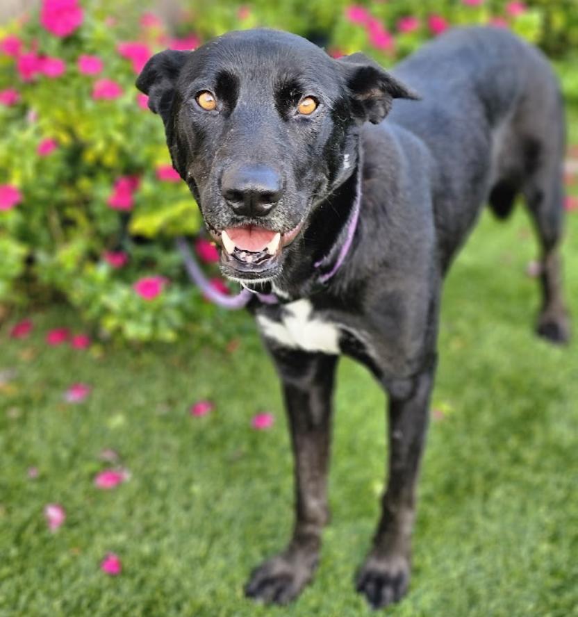 Onyx 4