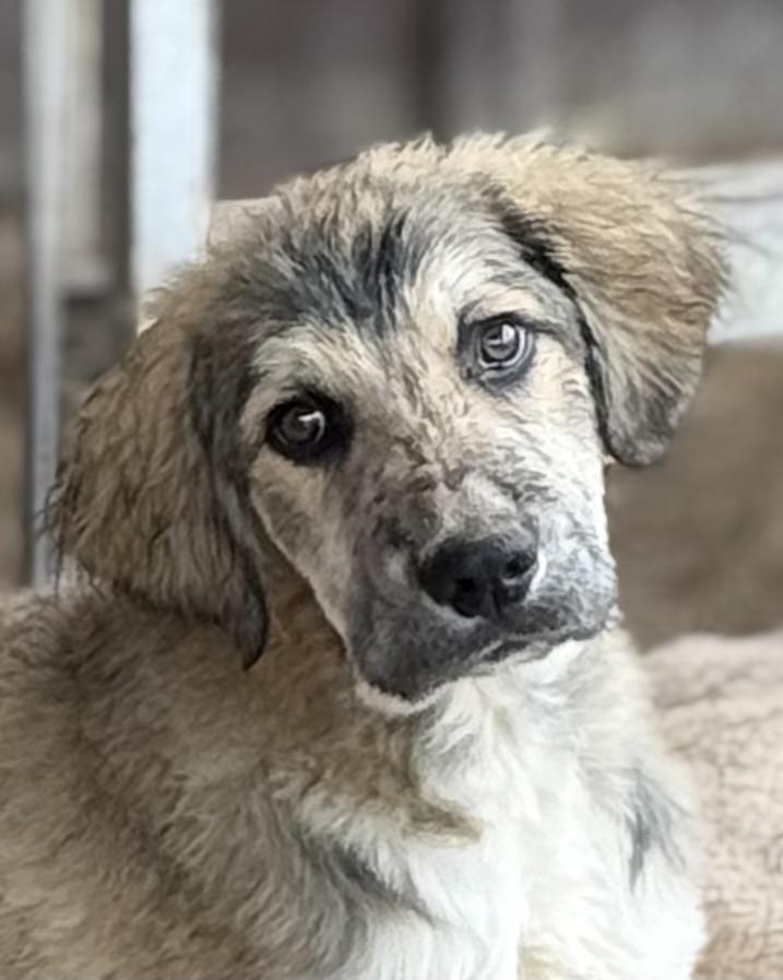 Jupiter, Adoptable, Puppy Male Saint Bernard & Great Pyrenees.