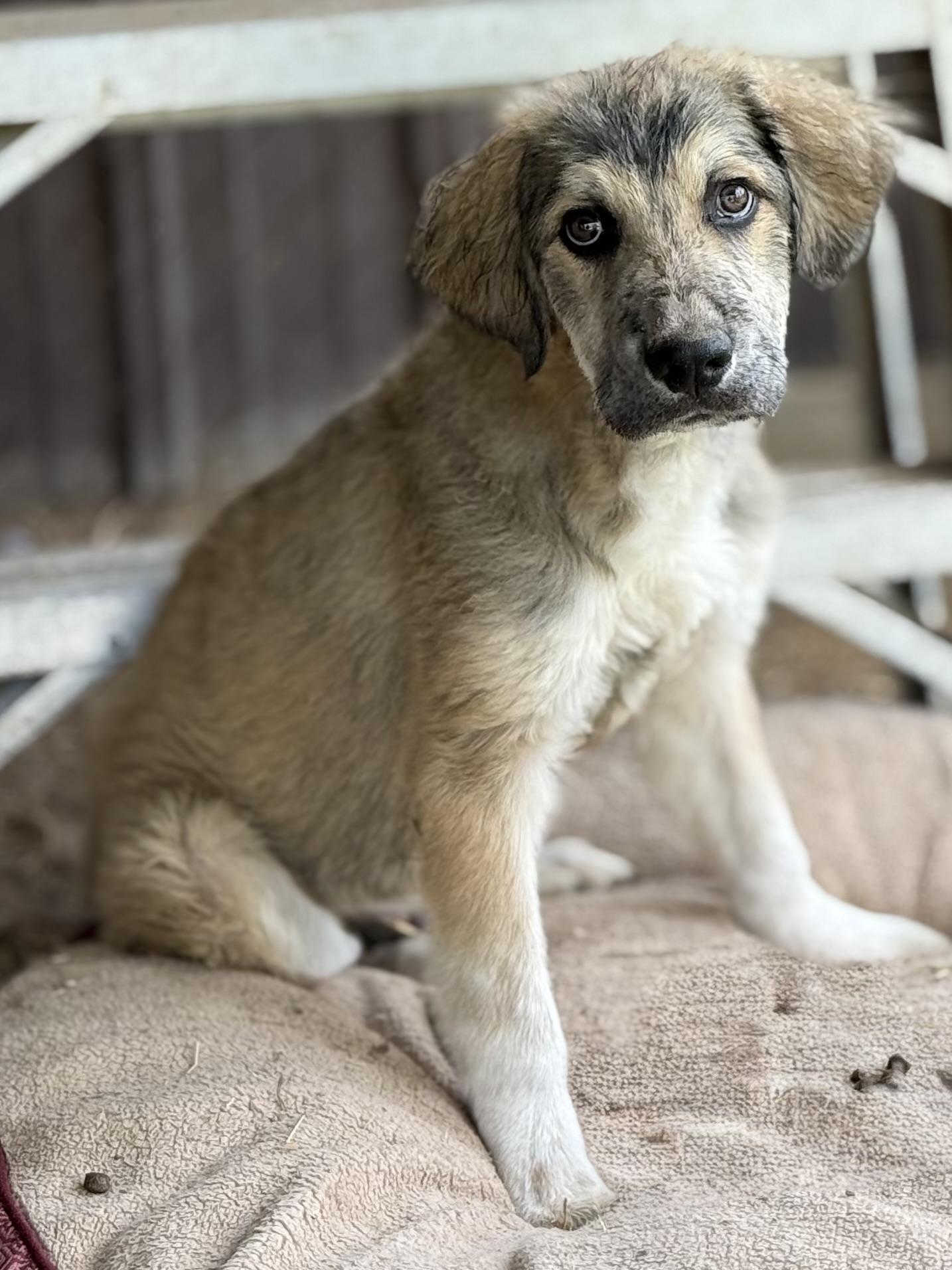 Enlarge Jupiter, a Adoptable mixed breed in South Saint Paul, MN image 3/4
