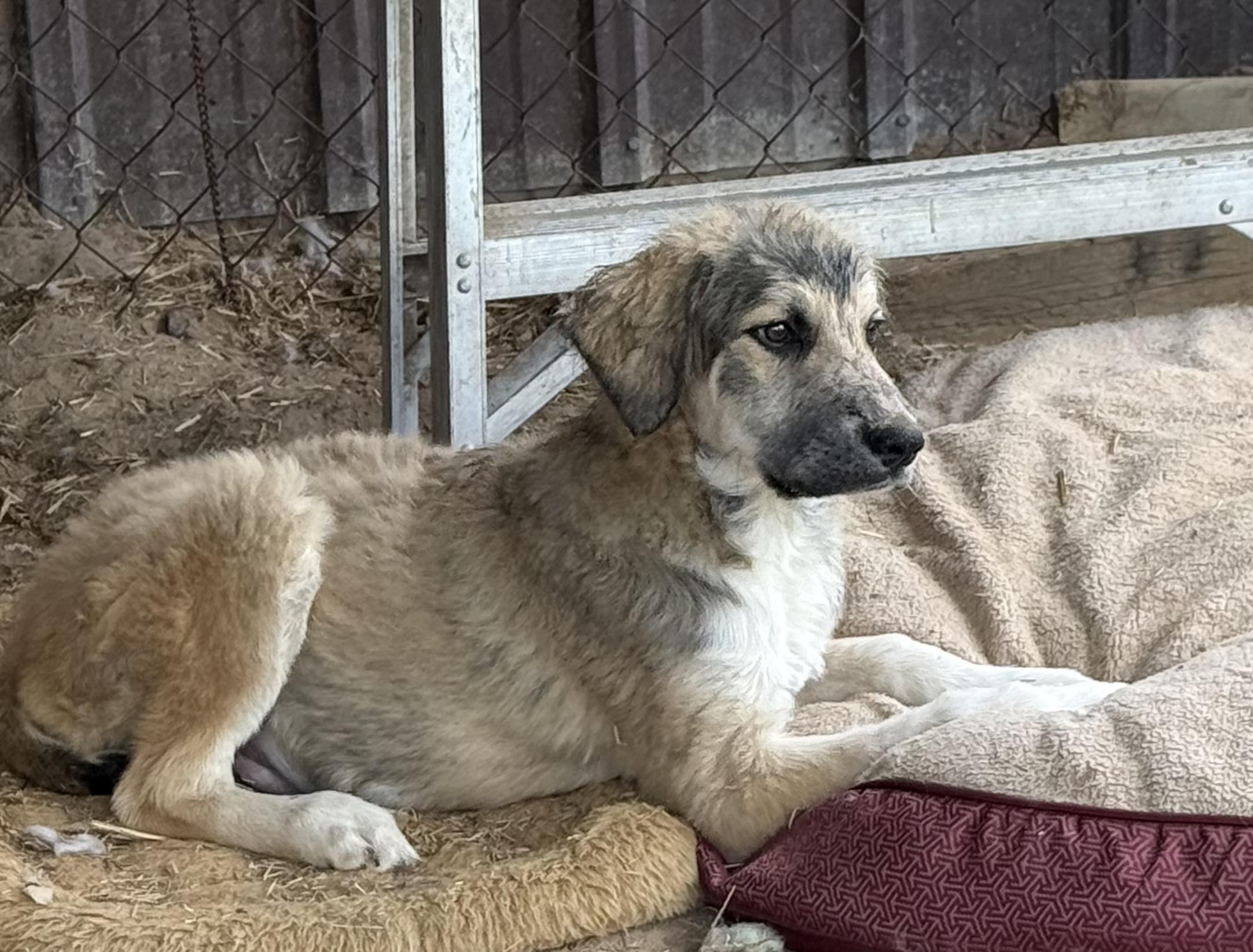 Enlarge Jupiter, a Adoptable mixed breed in South Saint Paul, MN image 4/4