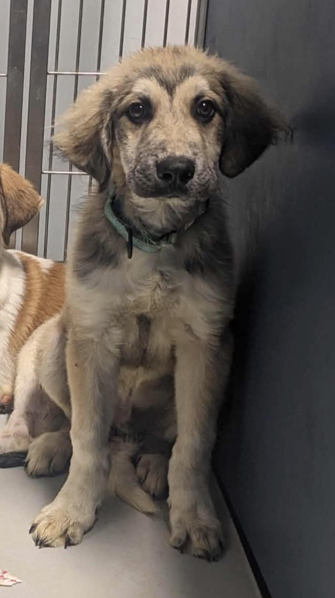 Enlarge Jupiter, a Adoptable mixed breed in South Saint Paul, MN image 2/4