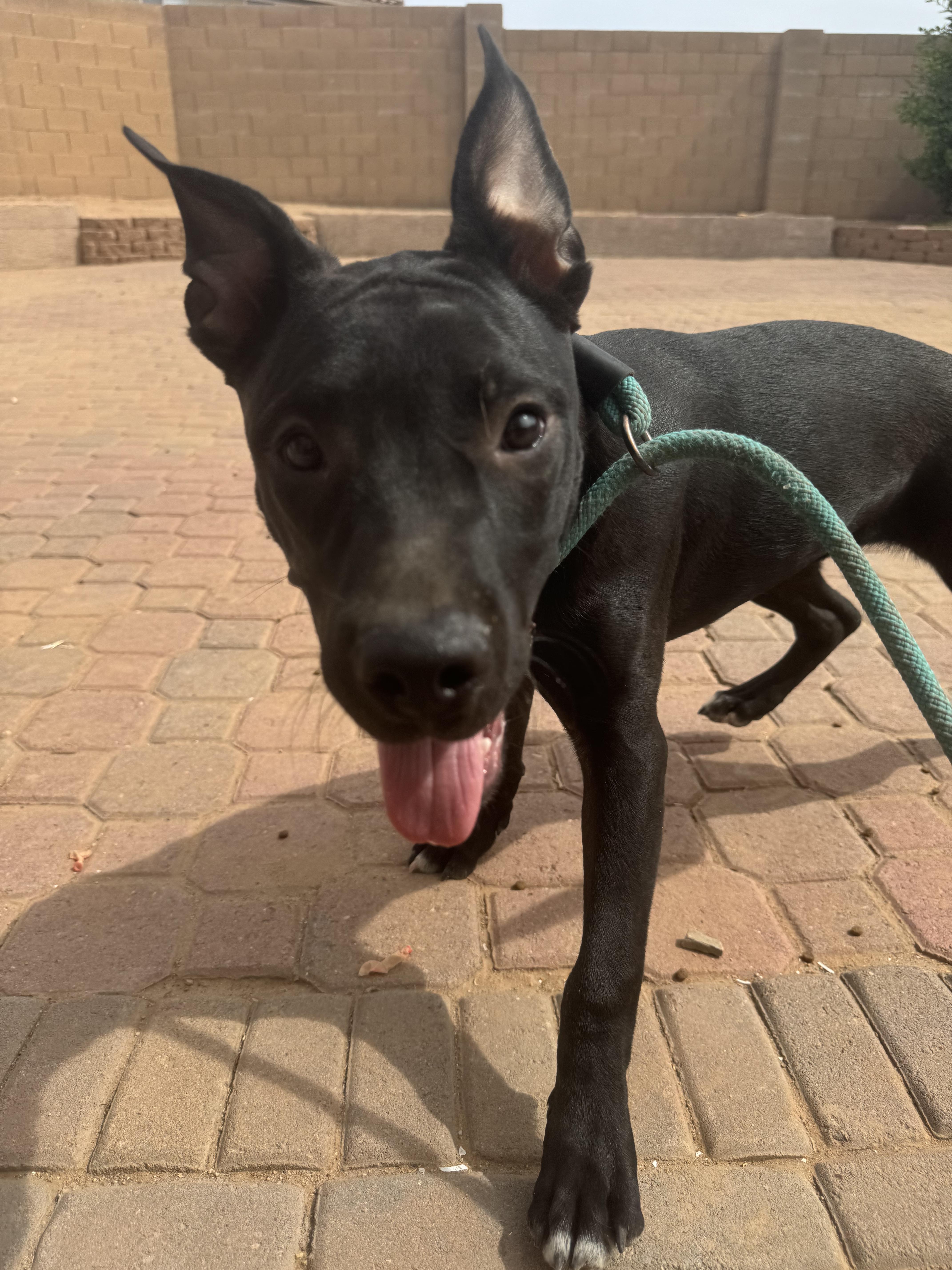 Enlarge Willow, a Adoptable Pit Bull Terrier in San Tan Valley, AZ image 1/3