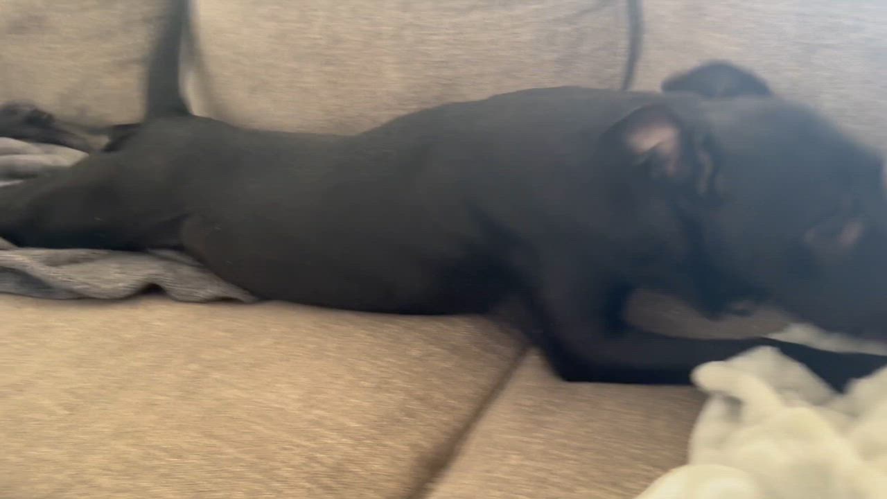 Enlarge Willow, a Adoptable Pit Bull Terrier in San Tan Valley, AZ video 2/3