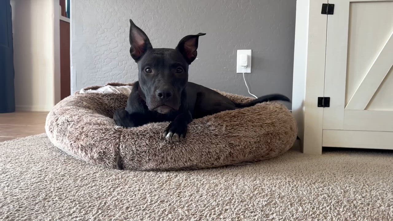 Enlarge Willow, a Adoptable Pit Bull Terrier in San Tan Valley, AZ video 3/3