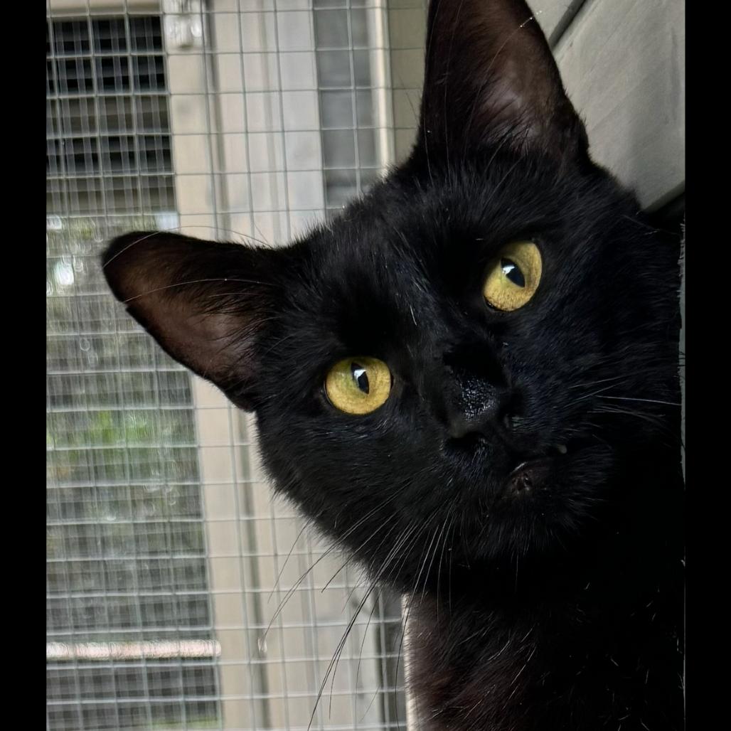 Enlarge Lilikoi - Courtesy Posting, a Adoptable Domestic Short Hair in Kailua Kona, HI image 1/3
