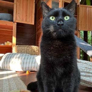 Enlarge Lilikoi - Courtesy Posting, a Adoptable Domestic Short Hair in Kailua Kona, HI image 2/3