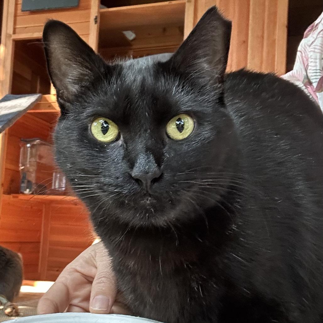 Enlarge Lilikoi - Courtesy Posting, a Adoptable Domestic Short Hair in Kailua Kona, HI image 3/3