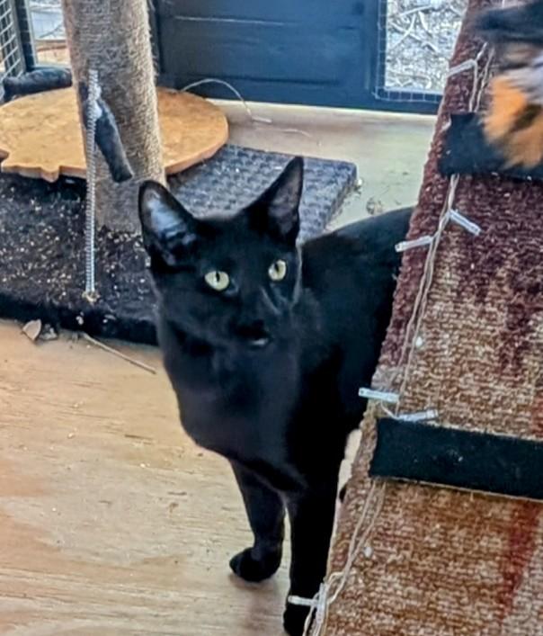 Enlarge Butch, a Adoptable mixed breed in Fort Lauderdale, FL image 1/6