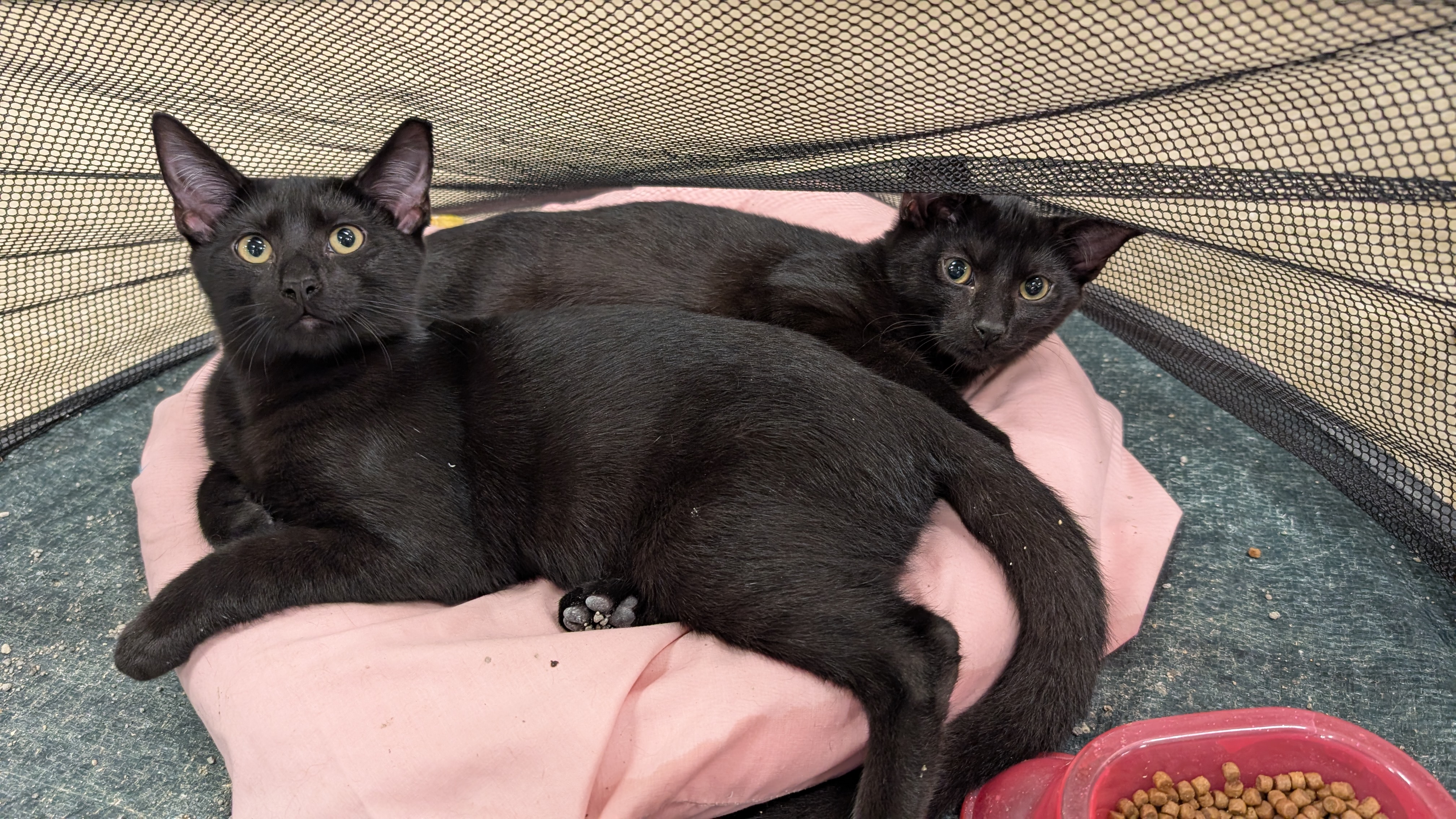 Enlarge Butch, a Adoptable mixed breed in Fort Lauderdale, FL image 3/6