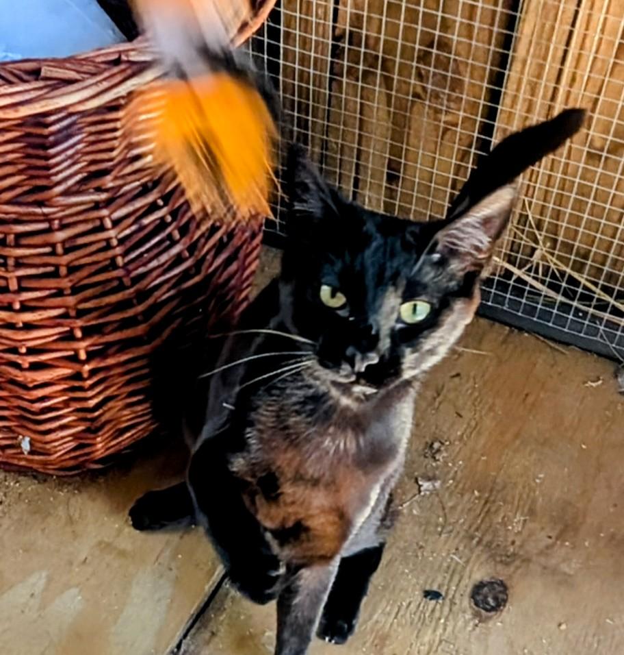 Enlarge Butch, a Adoptable mixed breed in Fort Lauderdale, FL image 5/6