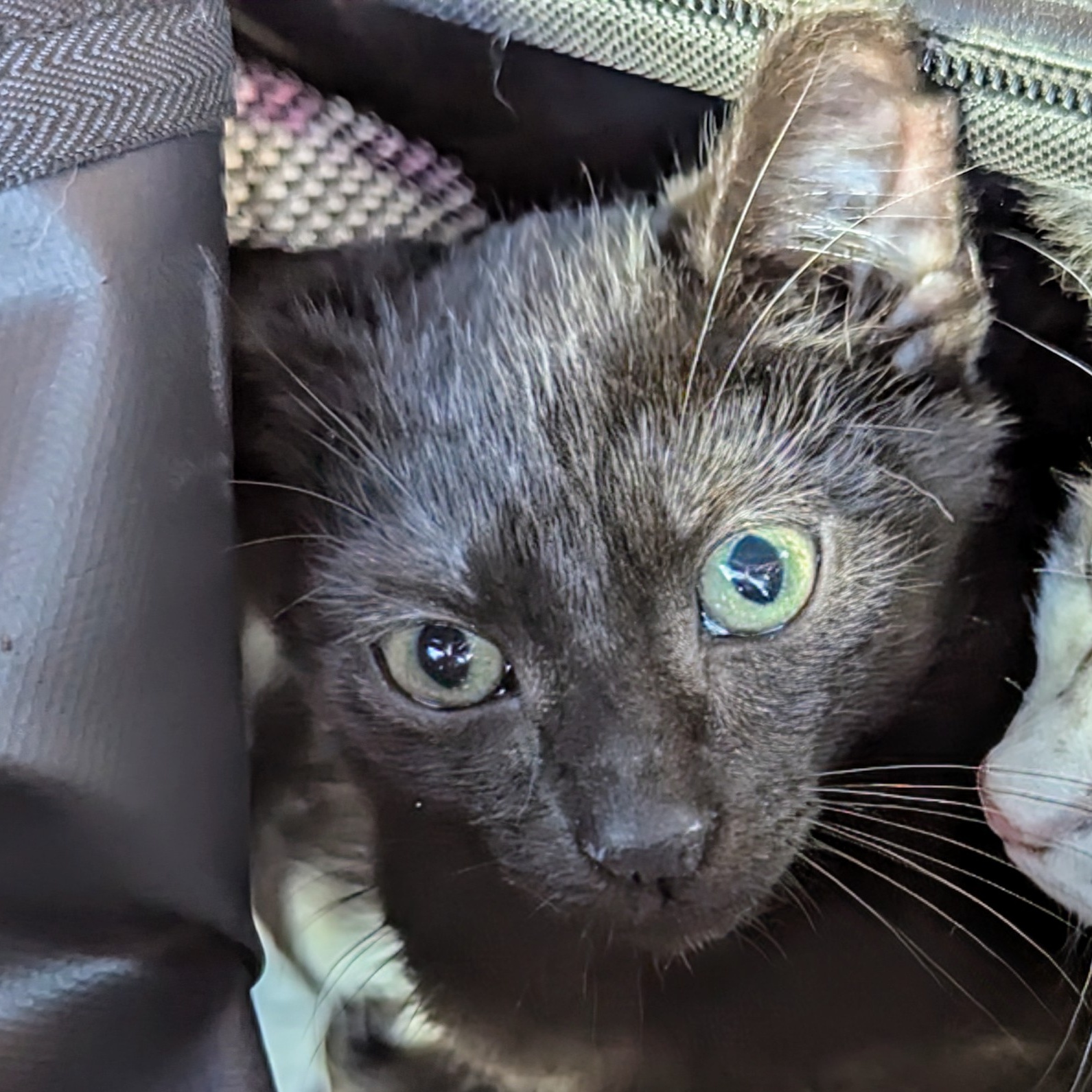 Enlarge Butch, a Adoptable mixed breed in Fort Lauderdale, FL image 4/6