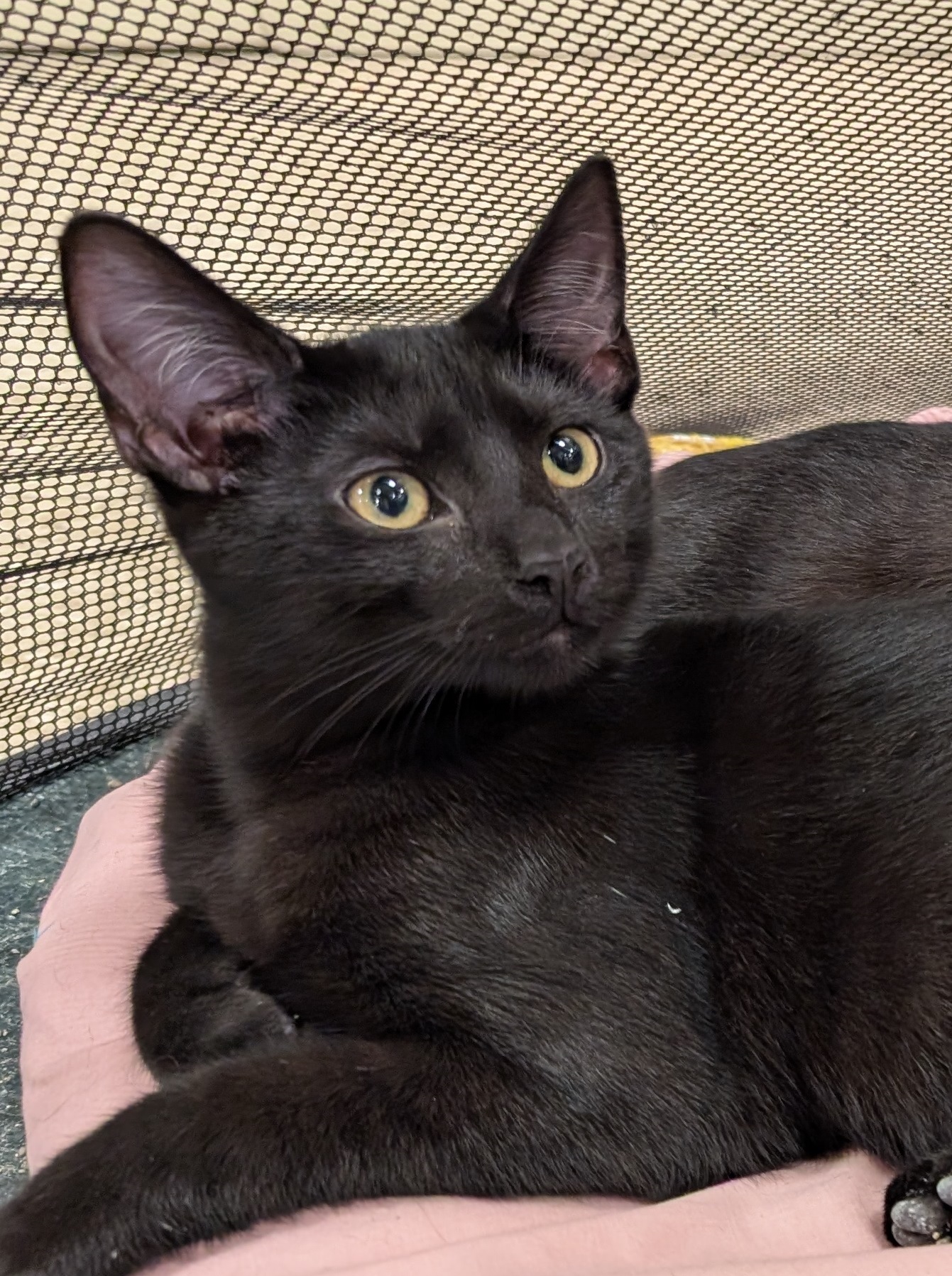 Enlarge Butch, a Adoptable mixed breed in Fort Lauderdale, FL image 2/6