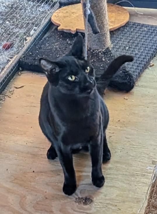 Enlarge Butch, a Adoptable mixed breed in Fort Lauderdale, FL image 6/6