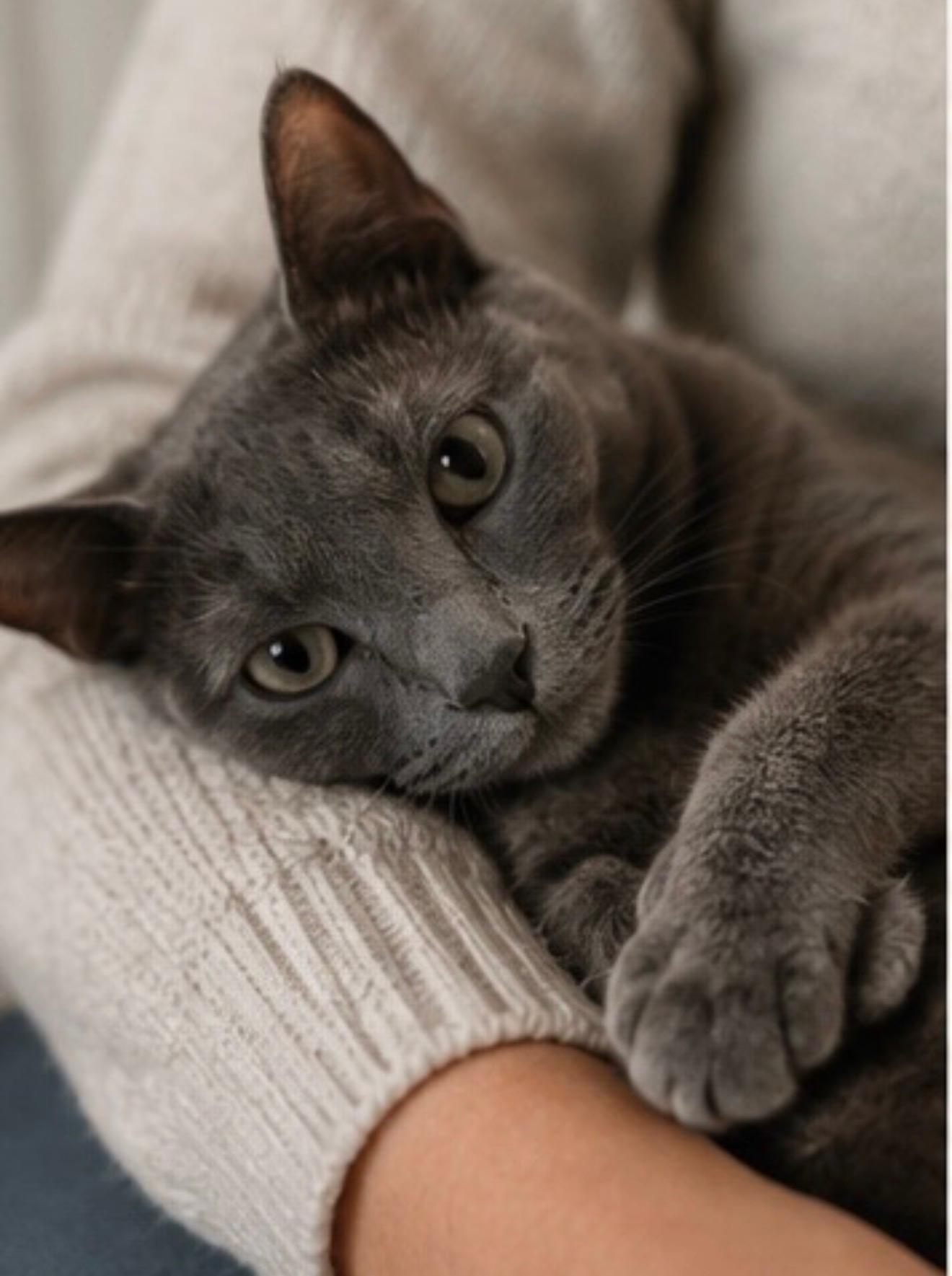 Enlarge Rosalina, a ADOPTABLE Domestic Short Hair in Joliet, IL image 5/6