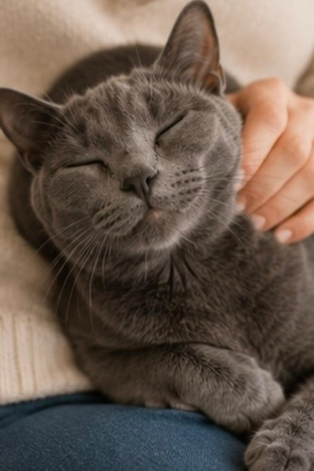 Enlarge Rosalina, a ADOPTABLE Domestic Short Hair in Joliet, IL image 2/6
