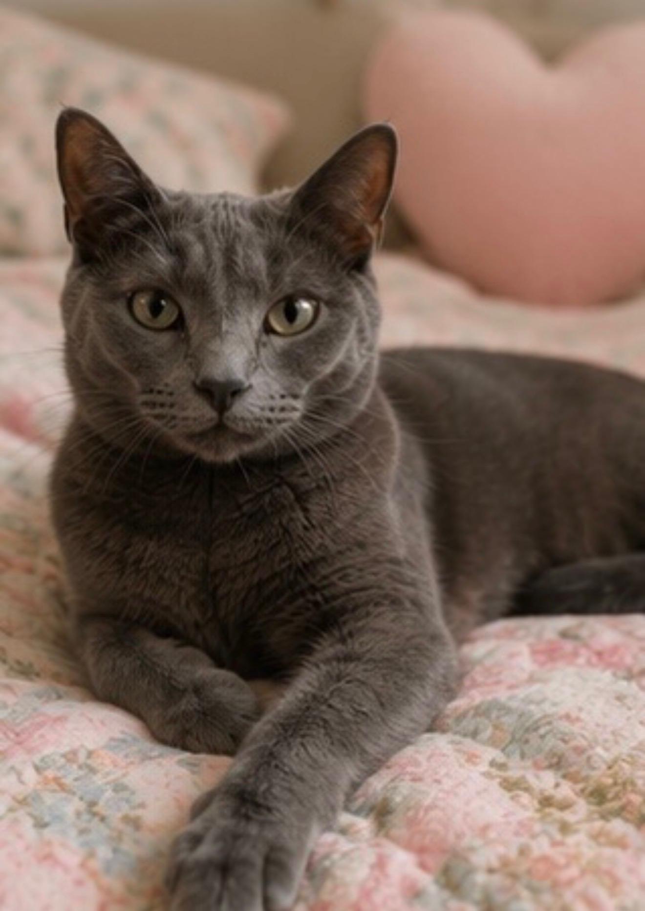 Enlarge Rosalina, a ADOPTABLE Domestic Short Hair in Joliet, IL image 3/6