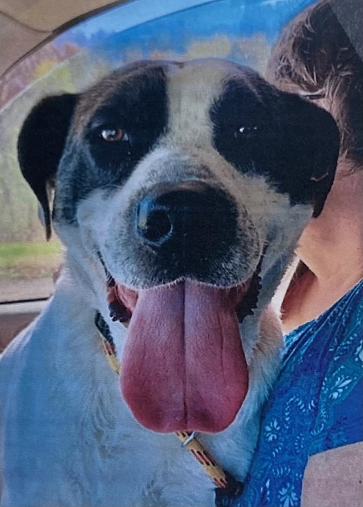 Enlarge Shotgun, a Adoptable mixed breed in Fort Madison, IA image 2/2