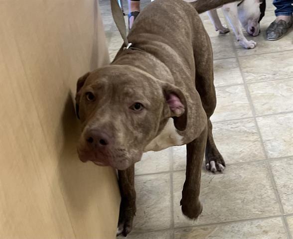 BARN YARD, Adoptable, Adult Male Pit Bull Terrier.