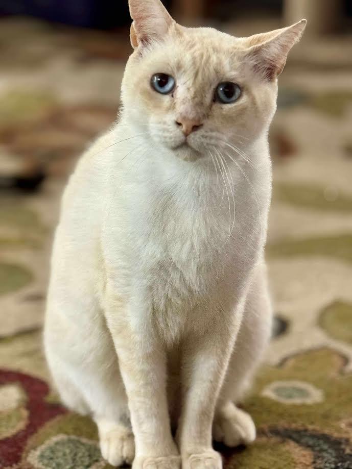 Enlarge Frosty, a Adoptable Siamese in Spring Hill, FL image 1/1