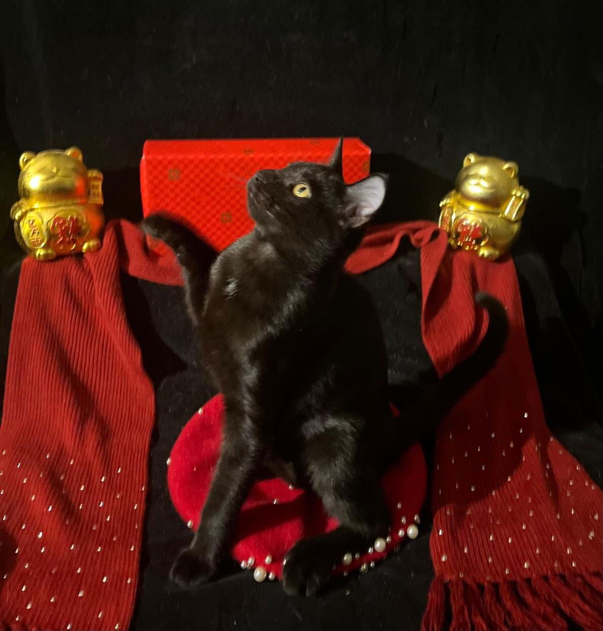 Twinkle Twinkle (& Little Star), Adoptable, Young Female Domestic Short Hair.