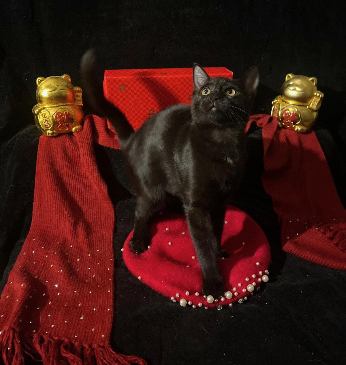 Twinkle Twinkle (& Little Star), a Adoptable Domestic Short Hair in Castro Valley, CA image 2/3