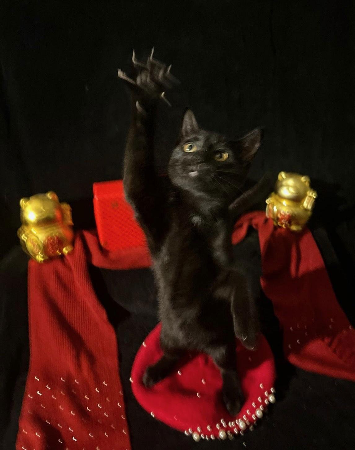 Enlarge Twinkle Twinkle (& Little Star), a Adoptable Domestic Short Hair in Castro Valley, CA image 3/6