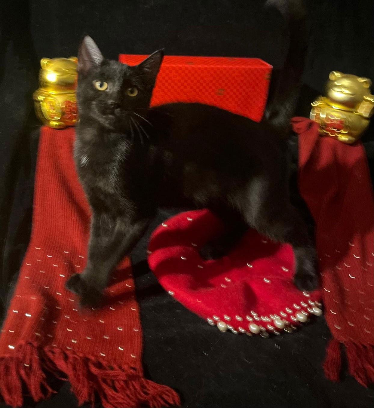 Twinkle Twinkle (& Little Star), a Adoptable Domestic Short Hair in Castro Valley, CA image 3/3