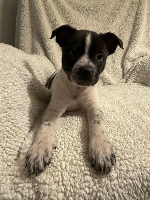 Enlarge REX, a ADOPTABLE mixed breed in fort worth, TX image 2/4