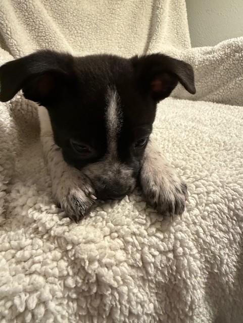 Enlarge REX, a ADOPTABLE mixed breed in fort worth, TX image 3/4