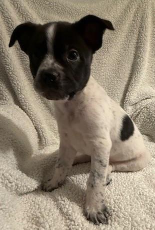 REX, ADOPTABLE, Puppy Male Australian Cattle Dog / Blue Heeler.