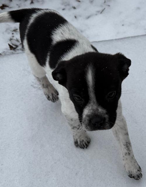 Enlarge REX, a ADOPTABLE mixed breed in fort worth, TX image 4/4