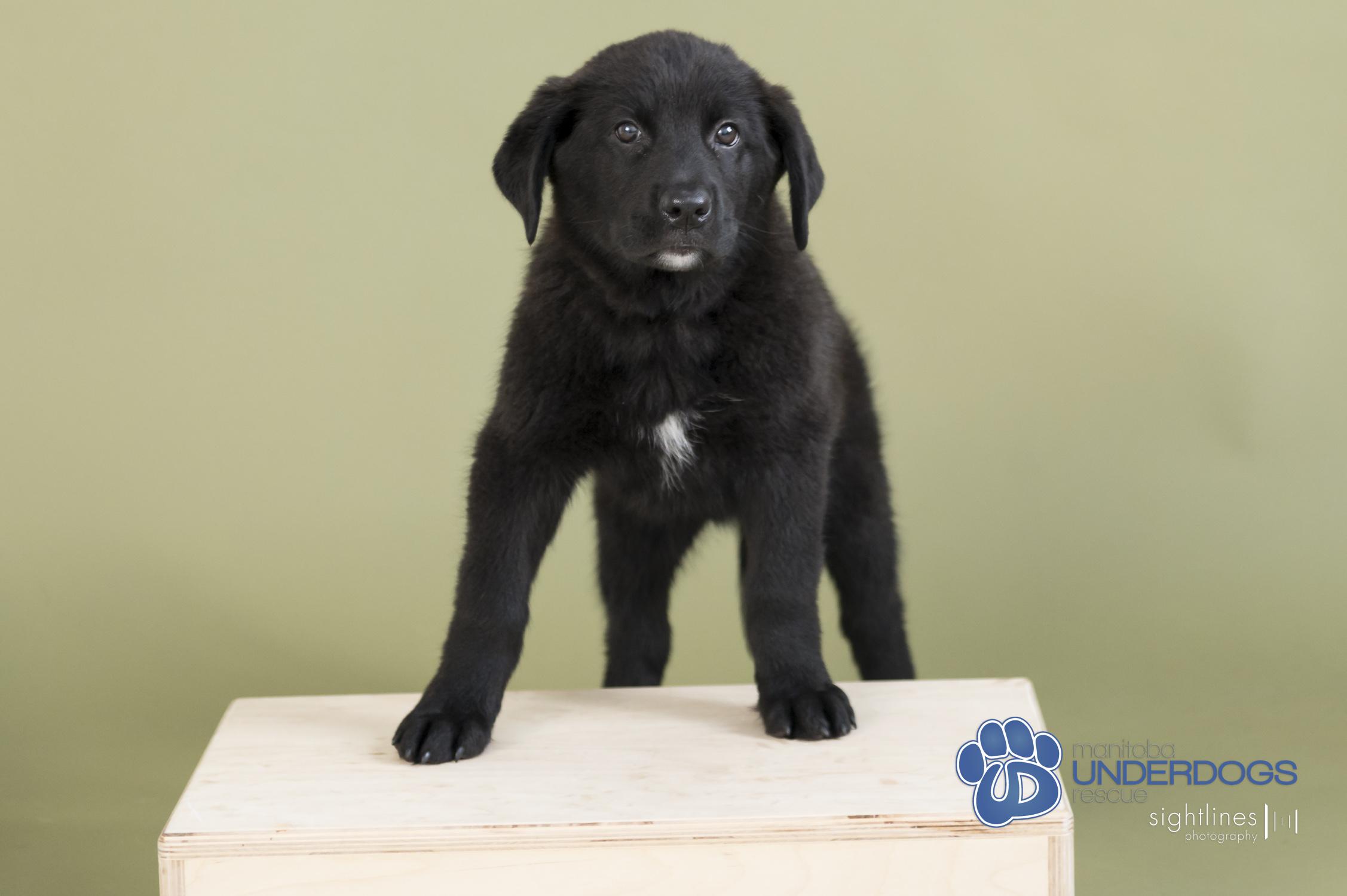 Starburst, an adoptable Labrador Retriever, Shepherd in Winnipeg, MB, R2M 2K2 | Photo Image 1