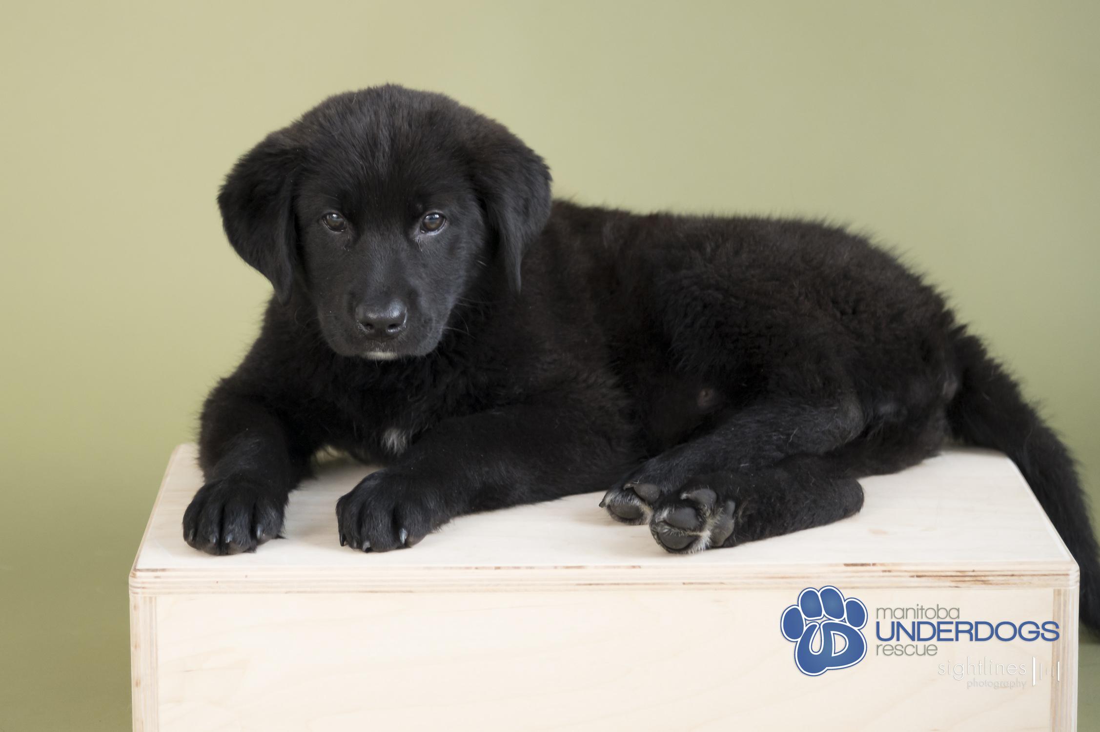 Starburst, an adoptable Labrador Retriever, Shepherd in Winnipeg, MB, R2M 2K2 | Photo Image 3