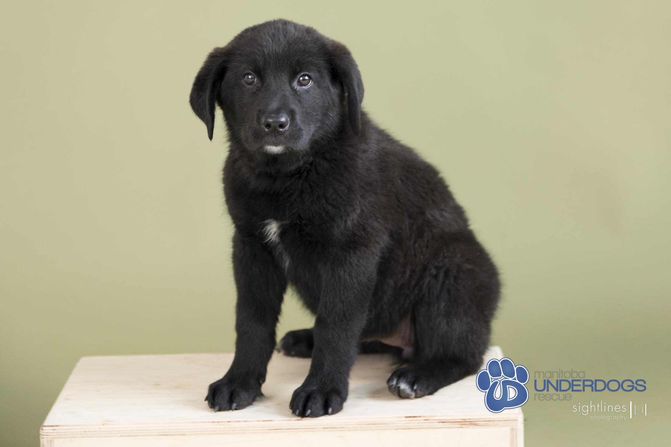Starburst, an adoptable Labrador Retriever, Shepherd in Winnipeg, MB, R2M 2K2 | Photo Image 4