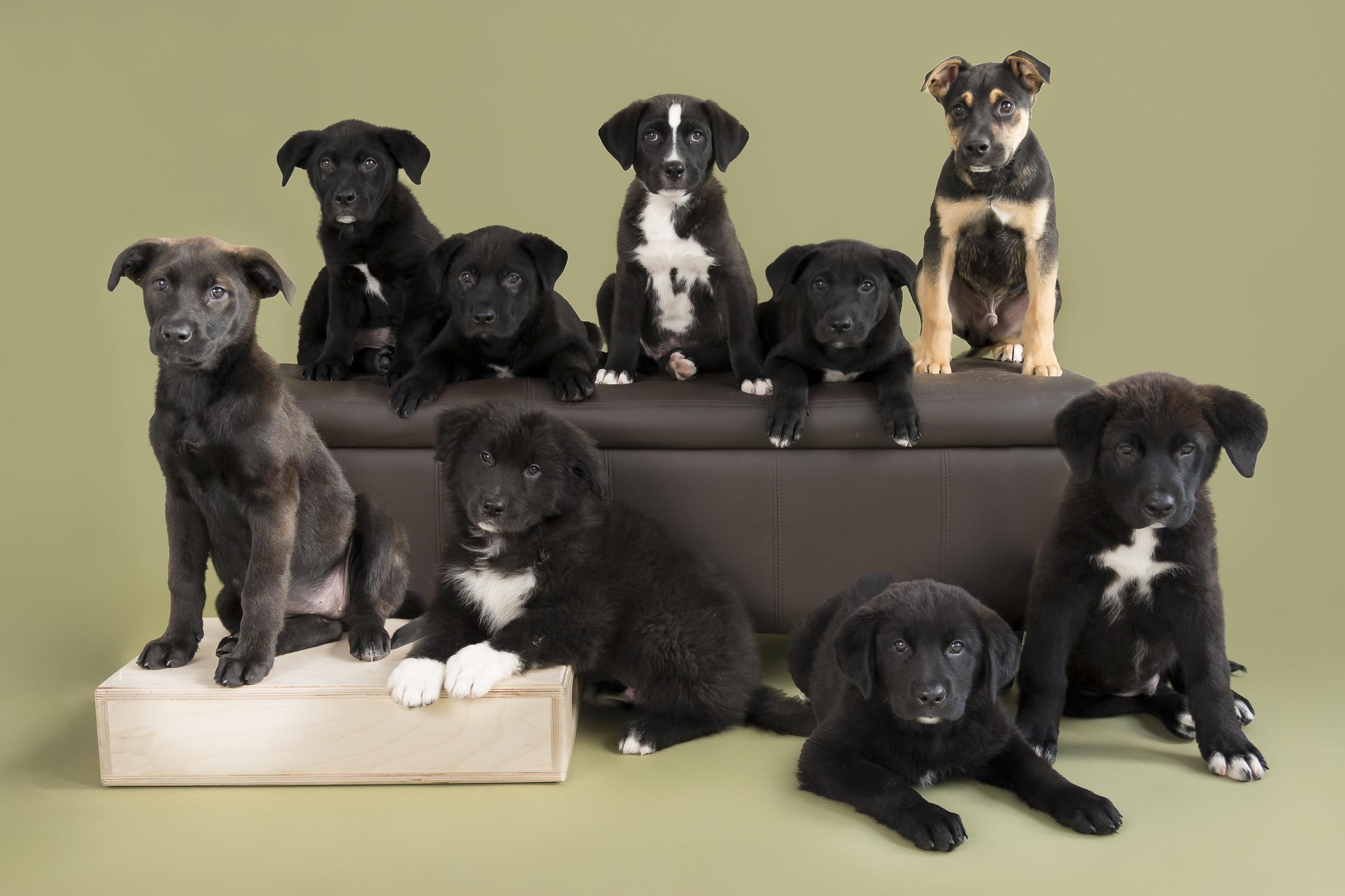 Starburst, an adoptable Labrador Retriever, Shepherd in Winnipeg, MB, R2M 2K2 | Photo Image 2
