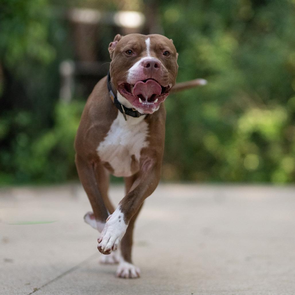 Enlarge Remi, a Adoptable American Staffordshire Terrier in Grand Rapids, MI image 1/5