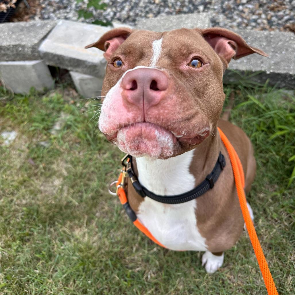 Enlarge Remi, a Adoptable American Staffordshire Terrier in Grand Rapids, MI image 2/5
